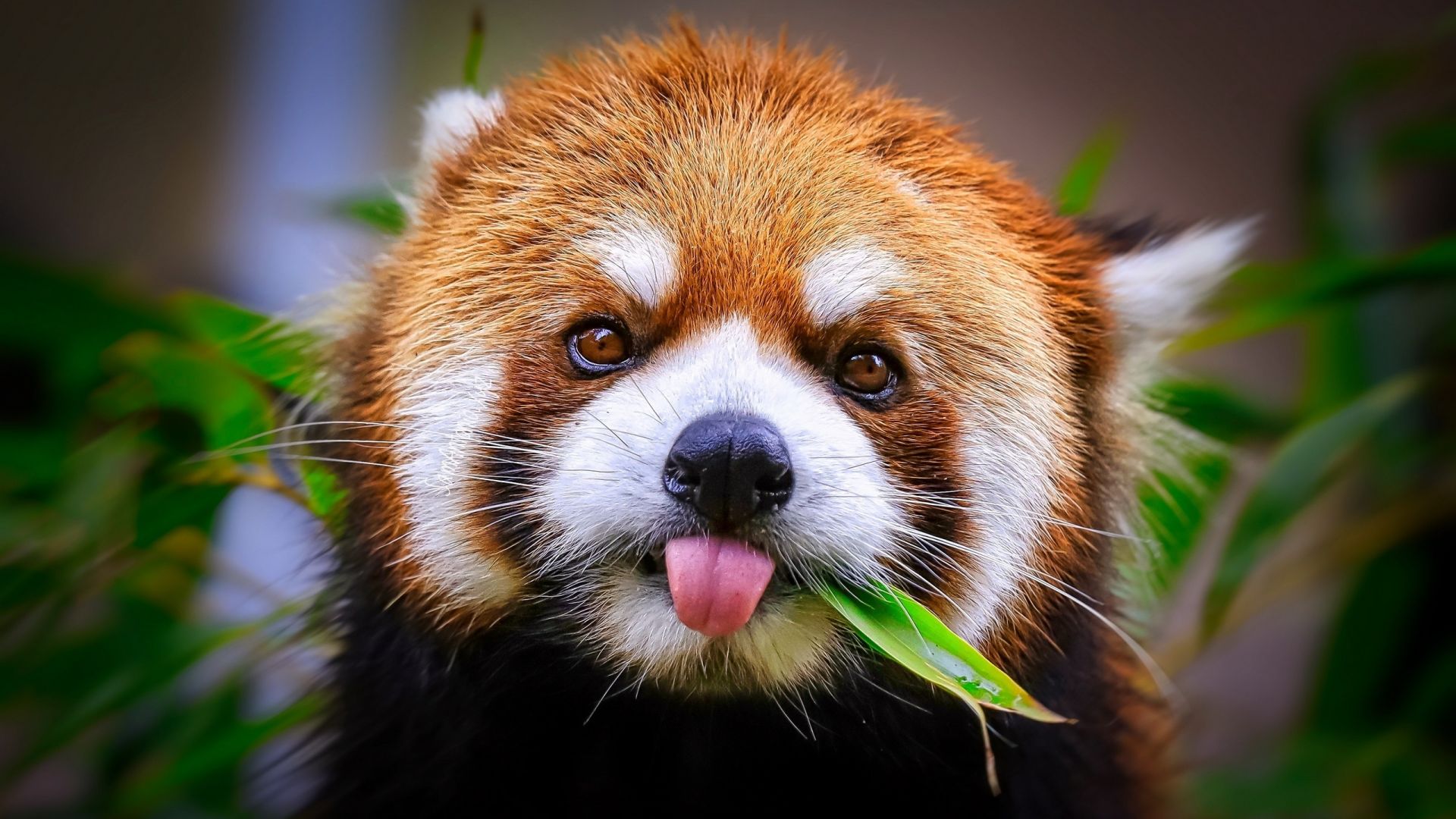 Red Panda Background