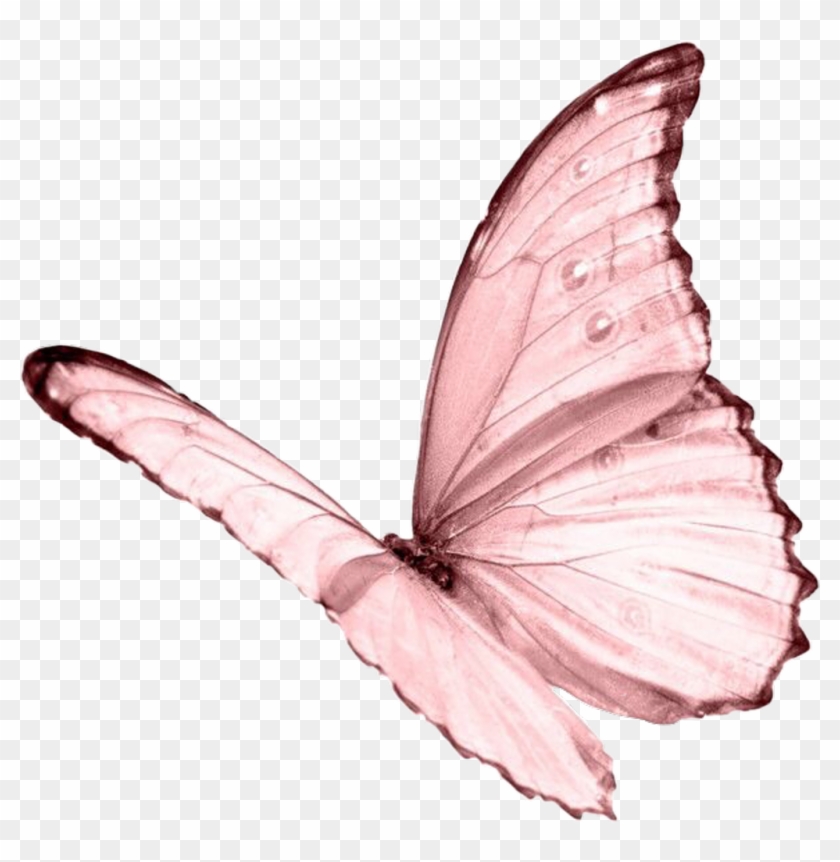 Aesthetic Butterfly Transparent Background