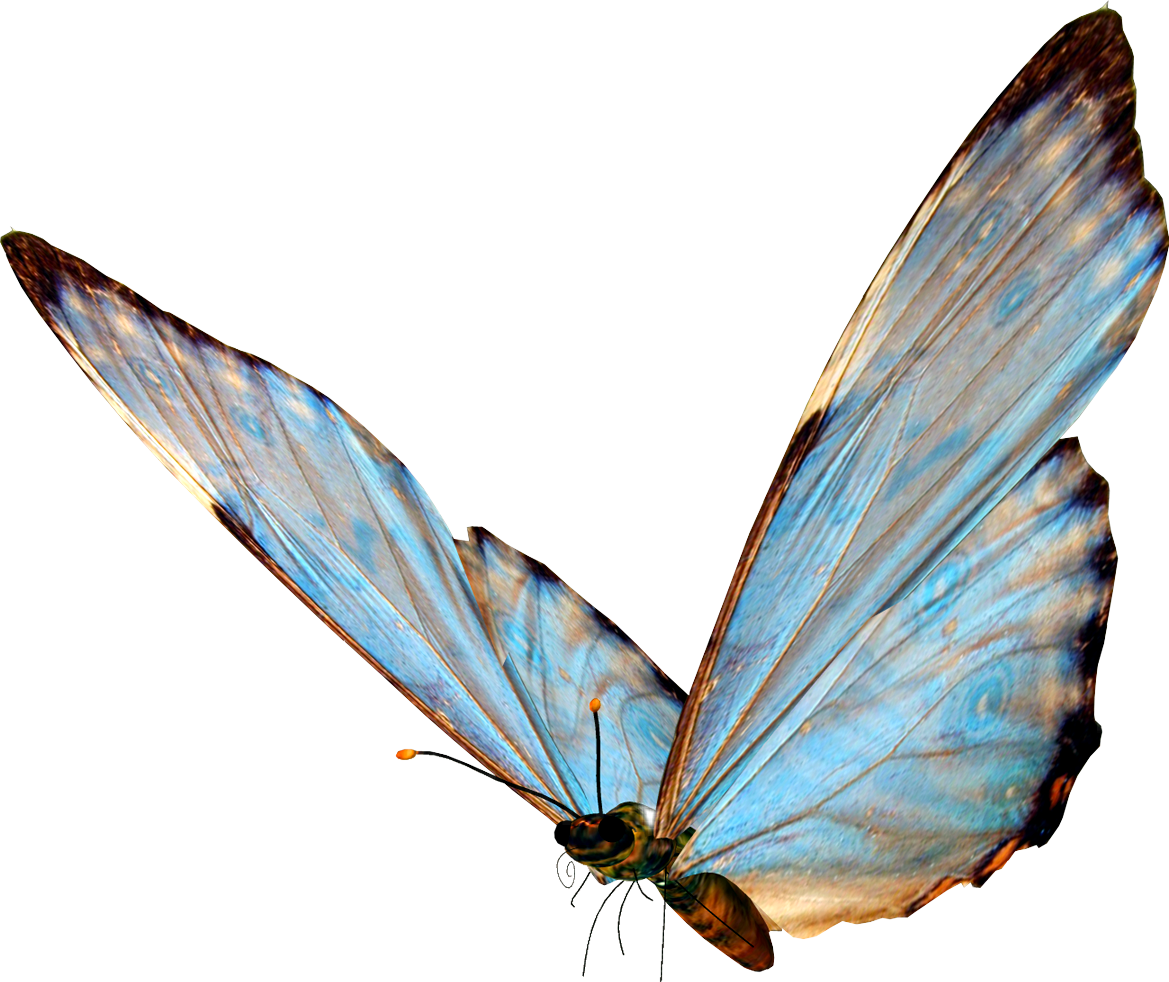 Aesthetic Butterfly Transparent Background