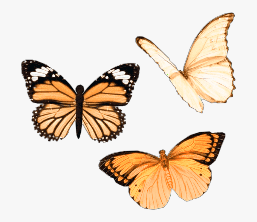 Aesthetic Butterfly Transparent Background