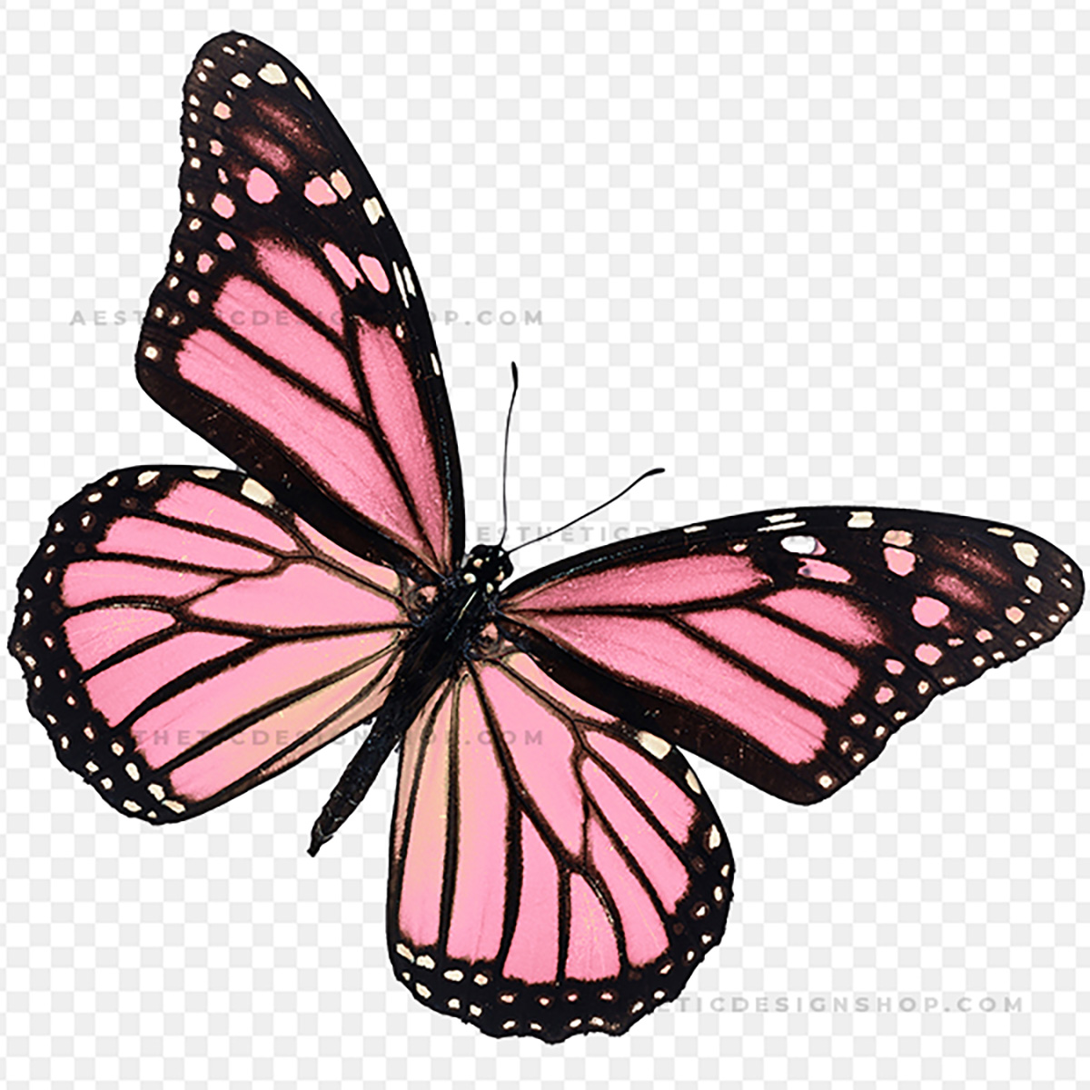 Aesthetic Butterfly Transparent Background