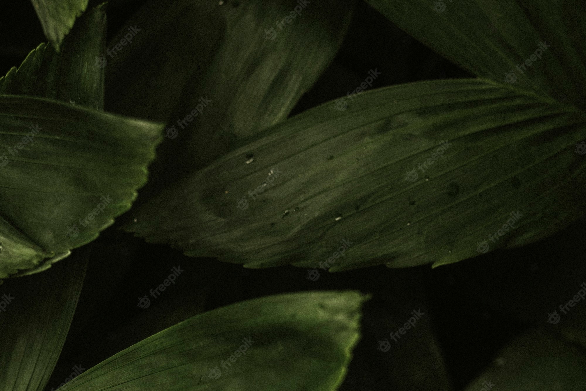 Aesthetic Leaf Background