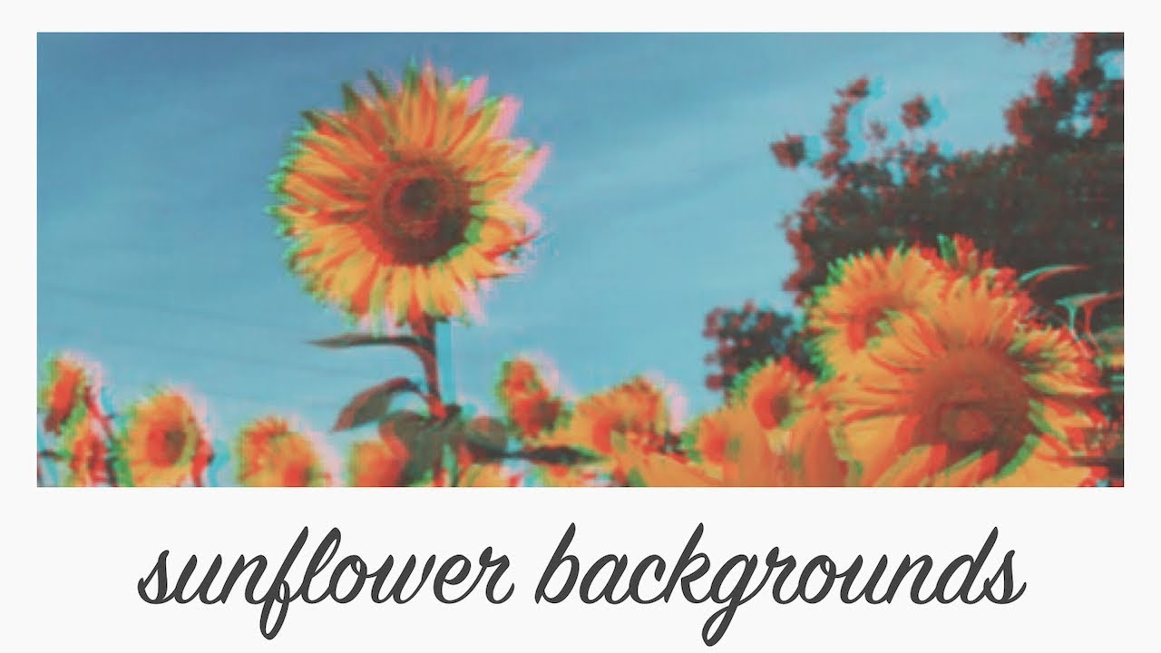 Aesthetic Sunflower Background