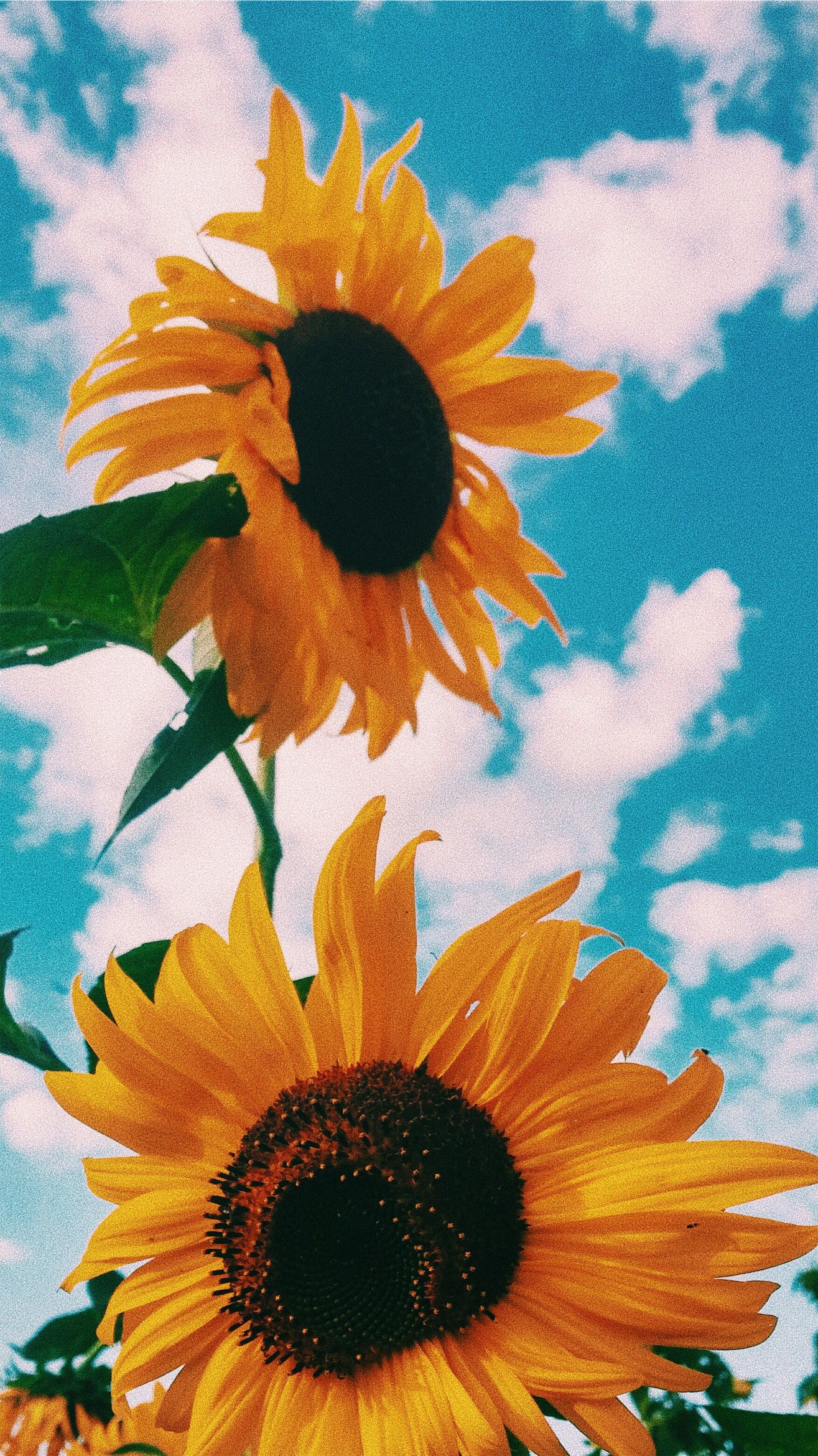 Aesthetic Sunflower Background