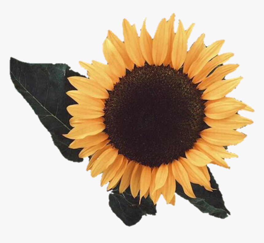 Aesthetic Sunflower Background