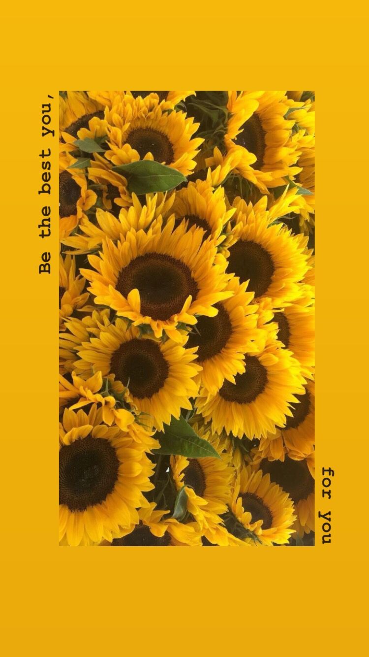 Aesthetic Sunflower Background