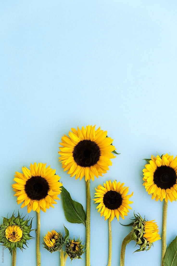 Aesthetic Sunflower Background