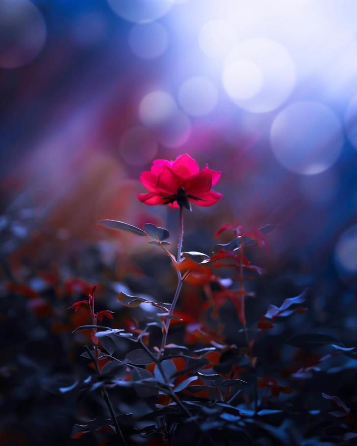 Beautiful Real Flowers Background