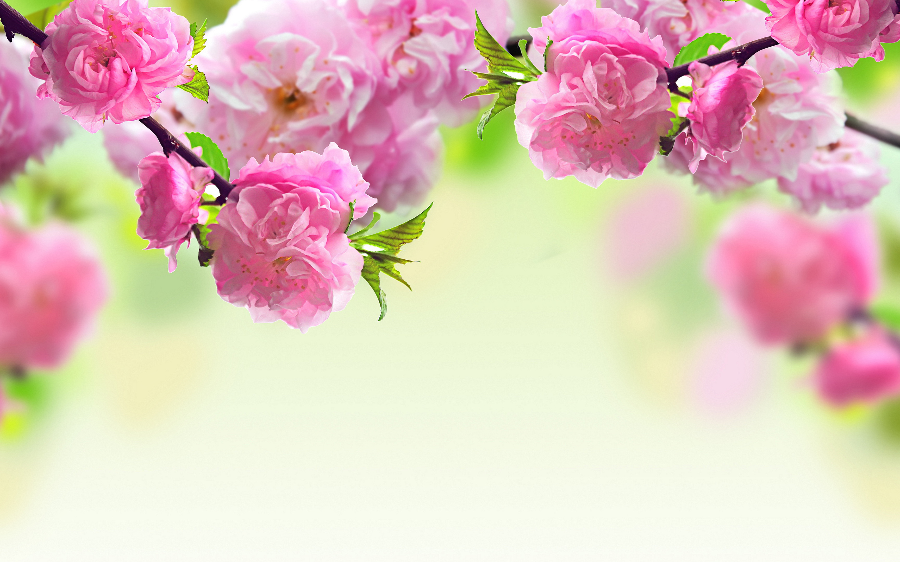 Beautiful Real Flowers Background