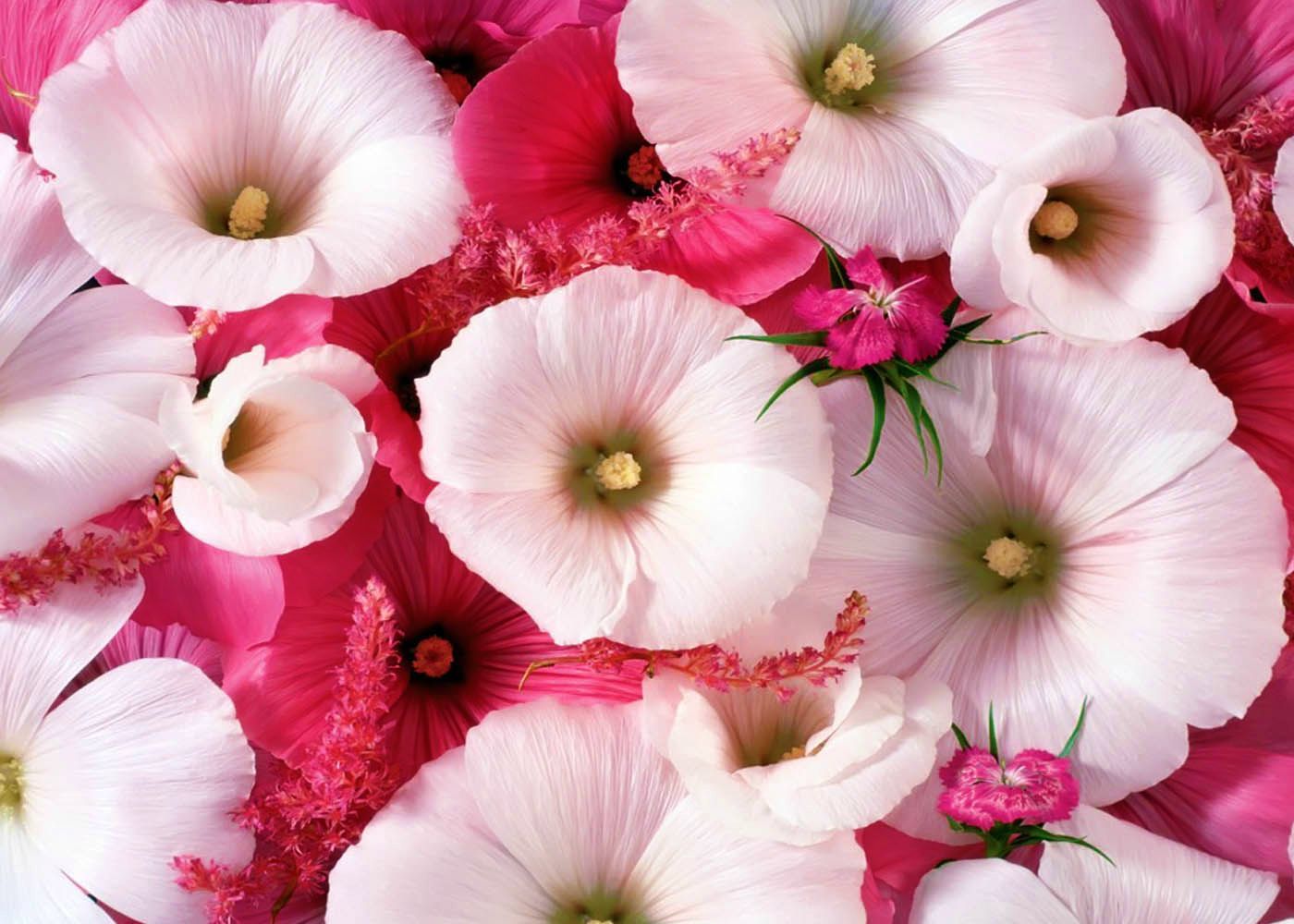 Beautiful Real Flowers Background