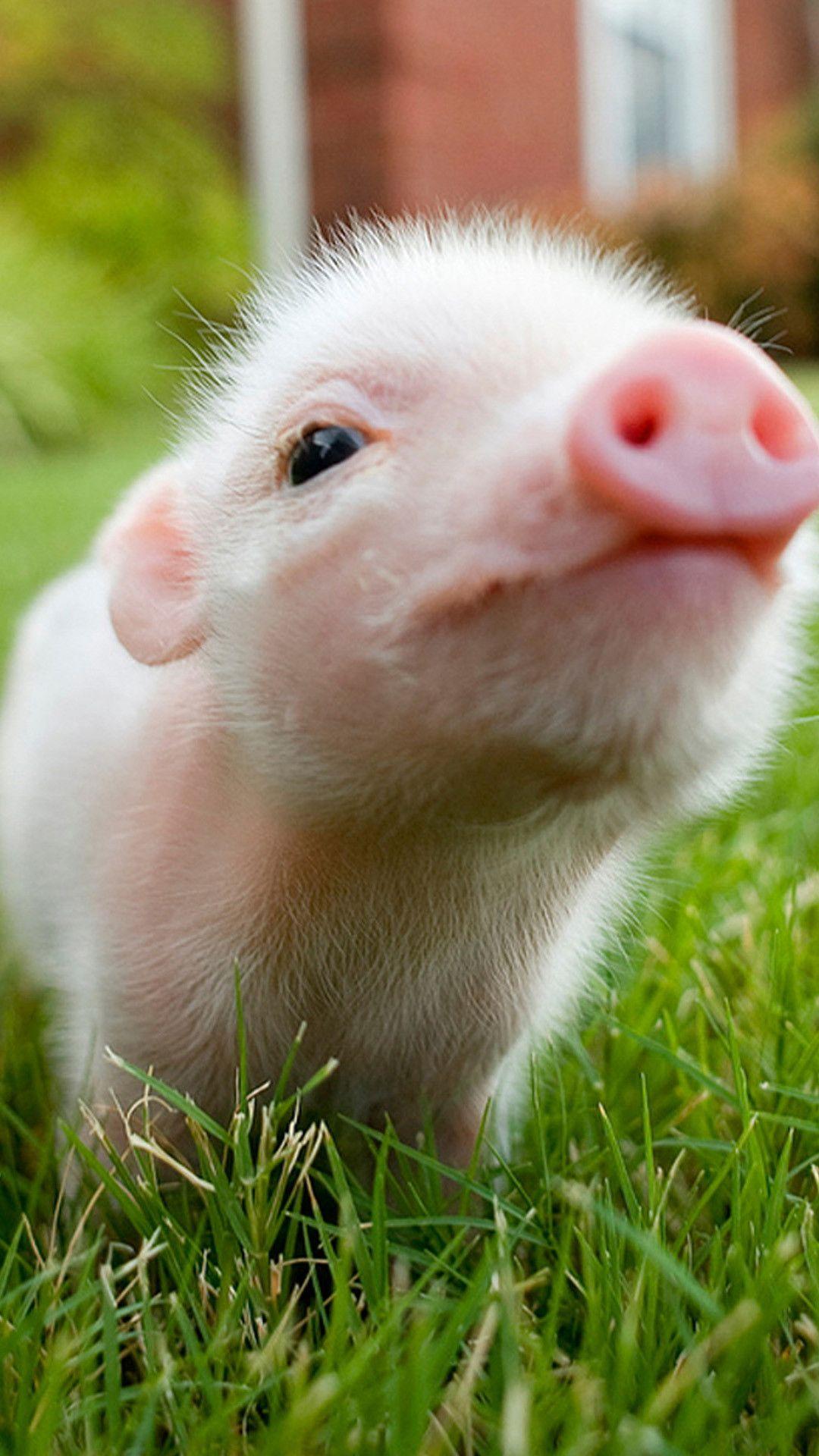 Cute Pig Background Samsung Galaxy