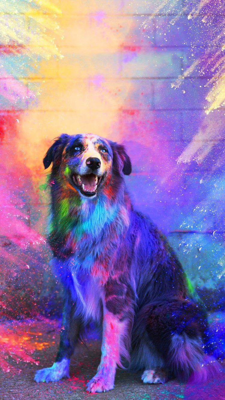 Cool Dog Backgrounds