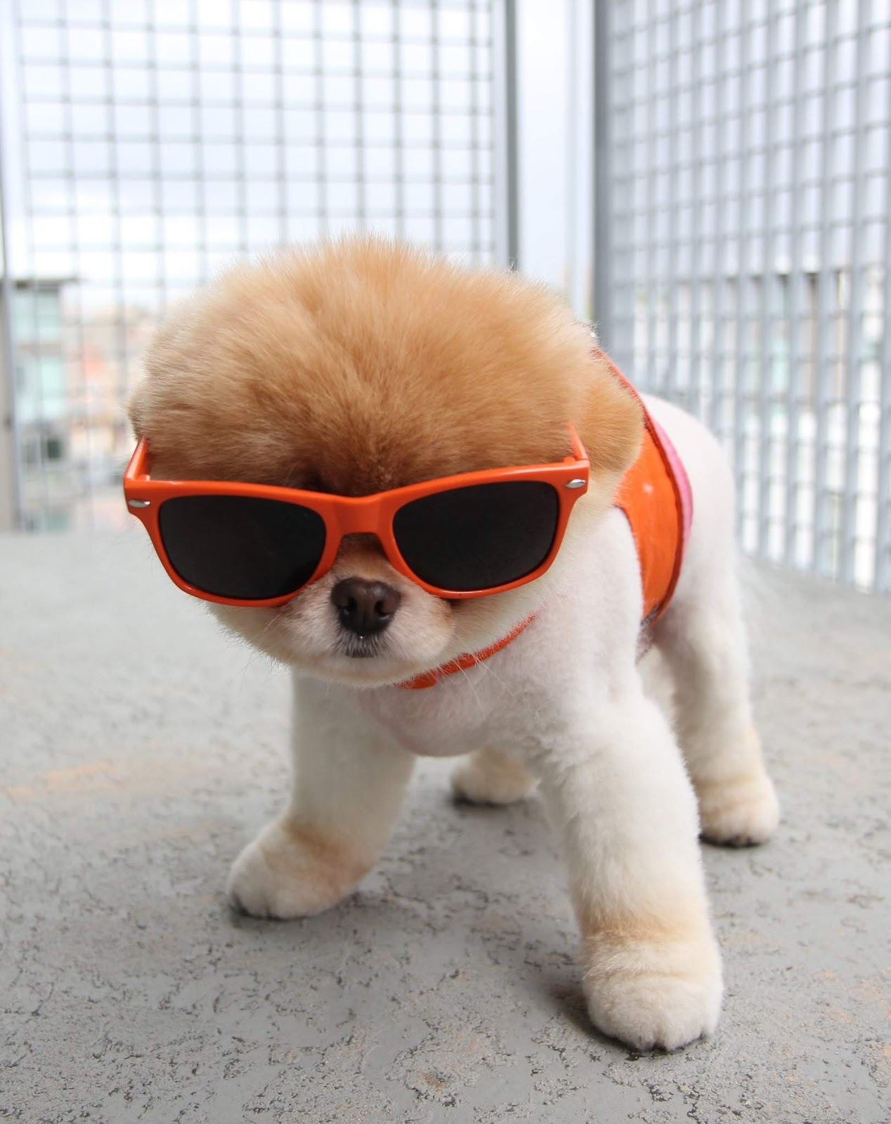 Cool Dog Backgrounds