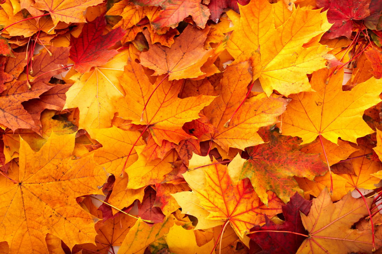 Cool Fall Backgrounds