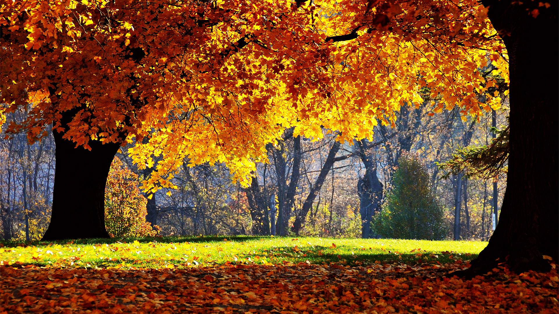 Cool Fall Backgrounds