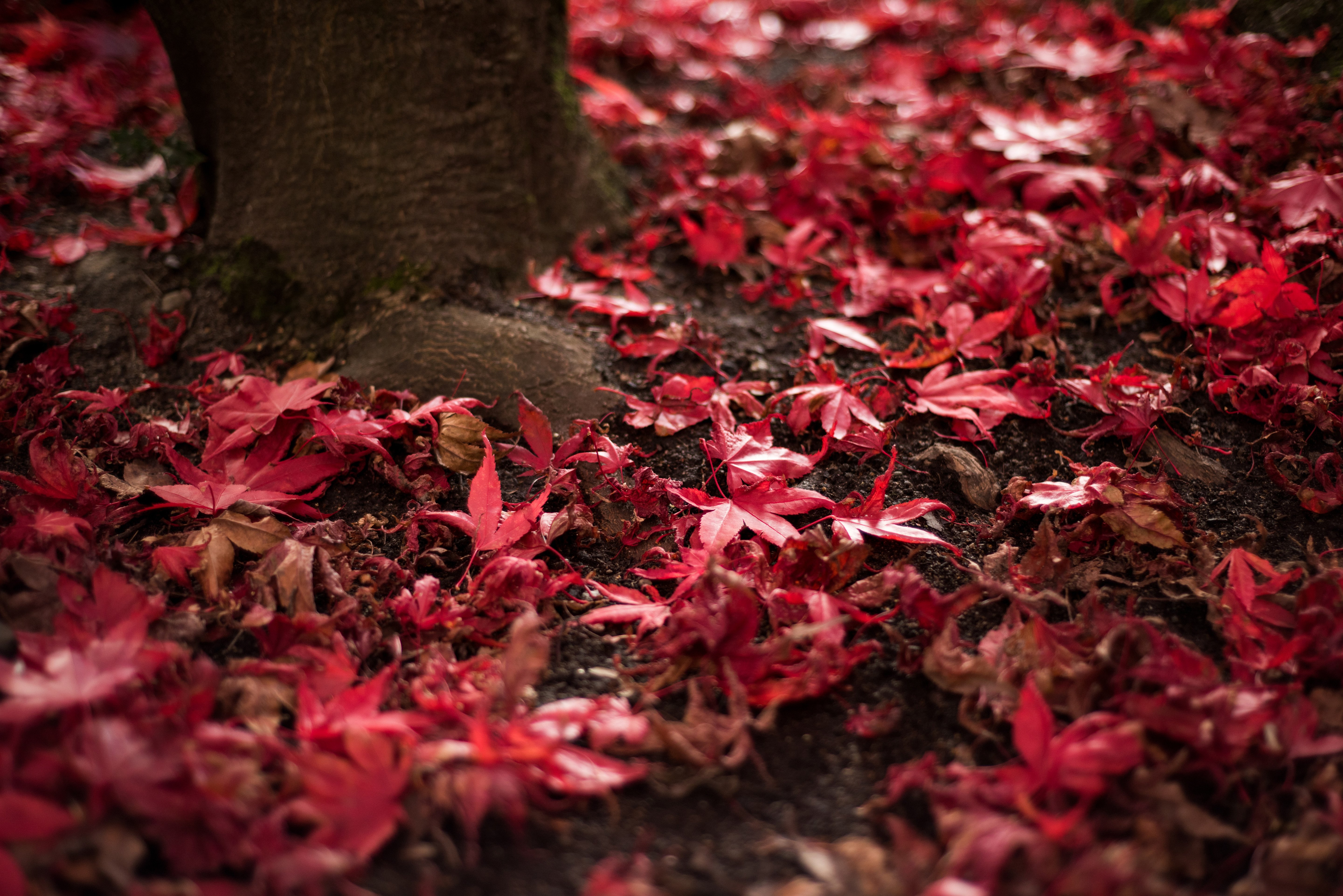 Cool Fall Backgrounds