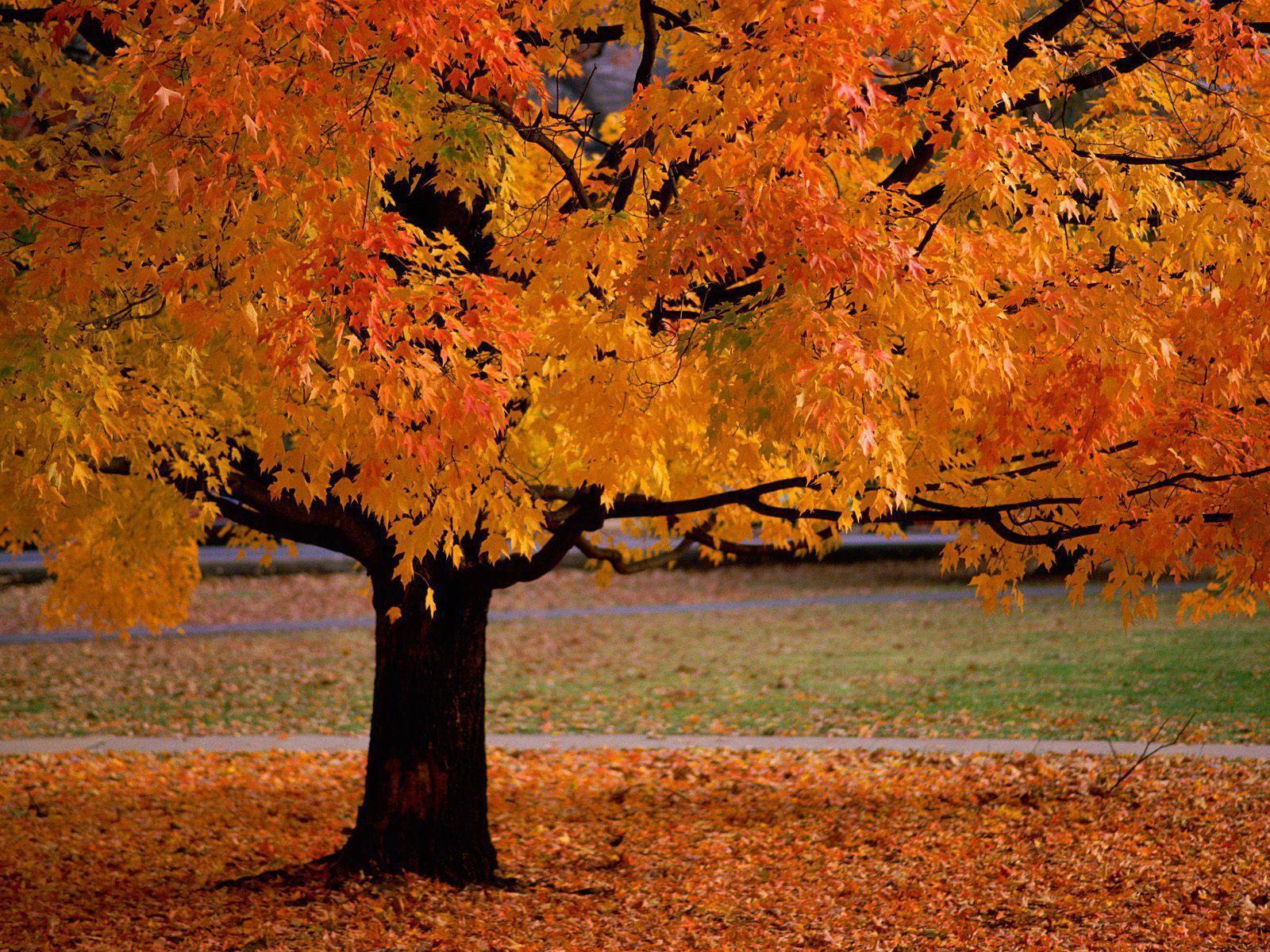 Cool Fall Backgrounds