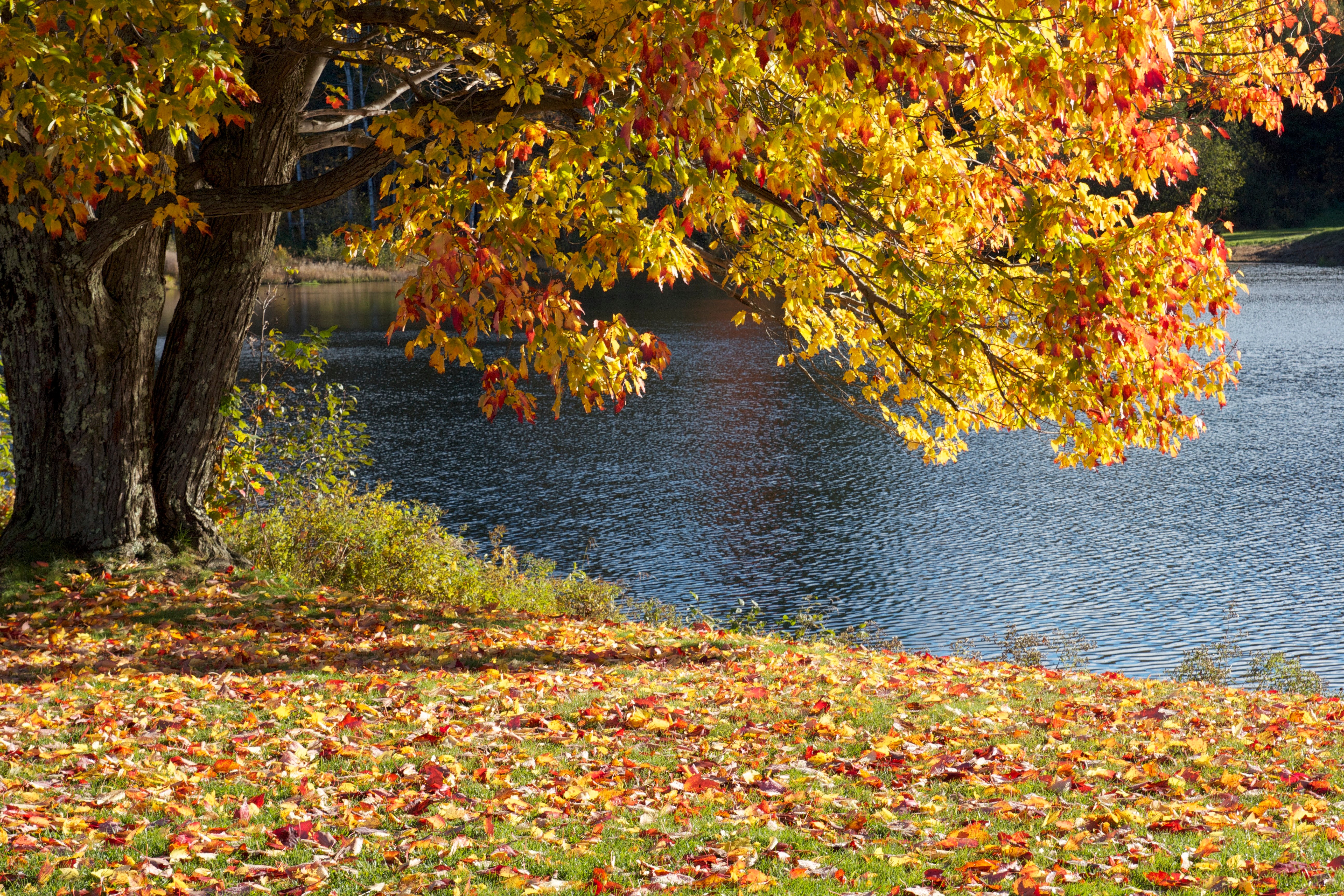 Cool Fall Backgrounds