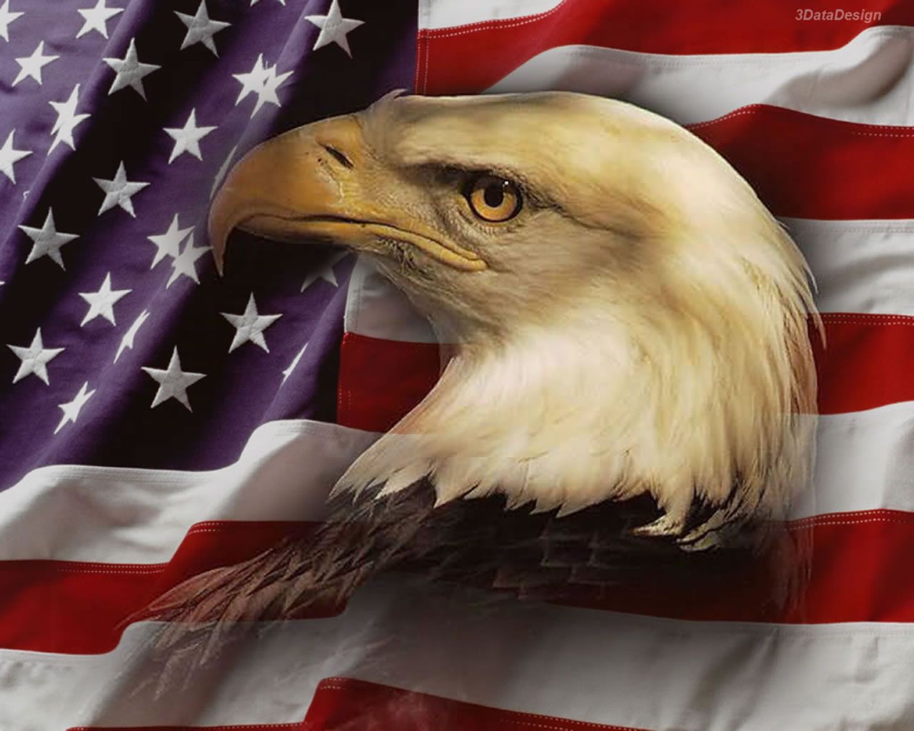 Звук орла америка. Символ Америки белоголовый Орлан. Американский белоголовый Орел. Белоголовый Орлан на флаге США. Белоголовый Орел символ США.