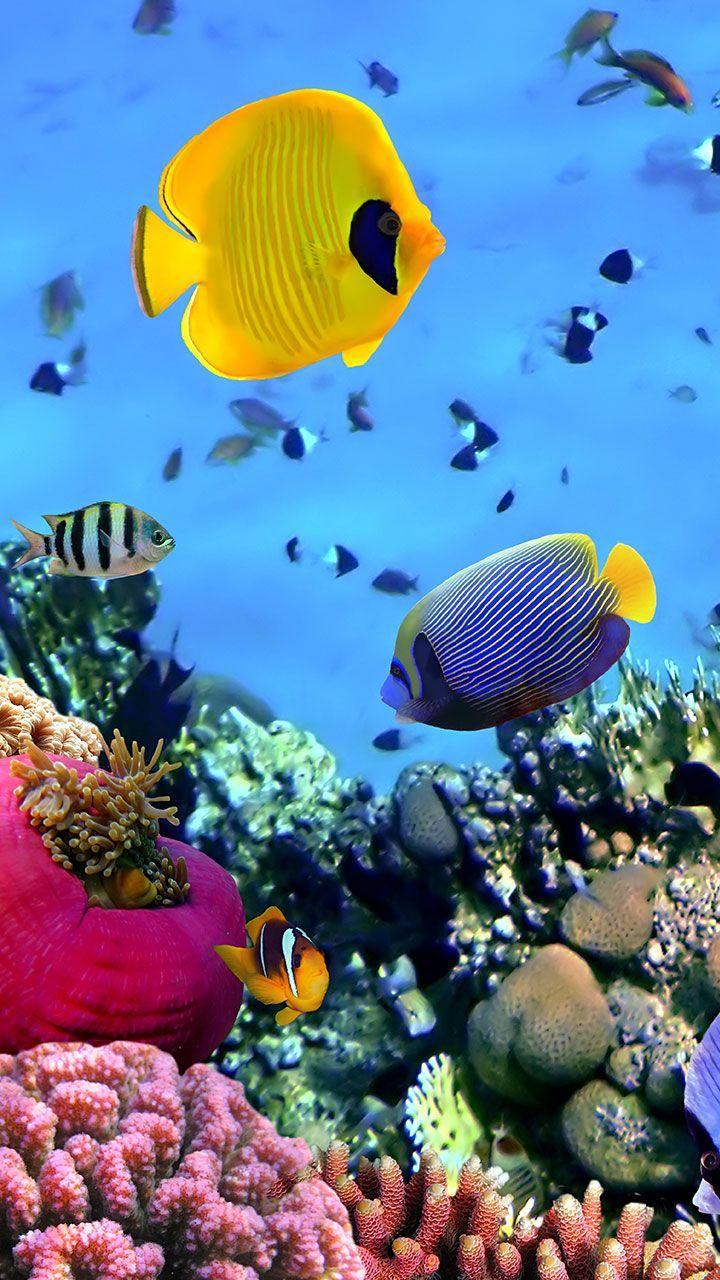 Android Fish Background