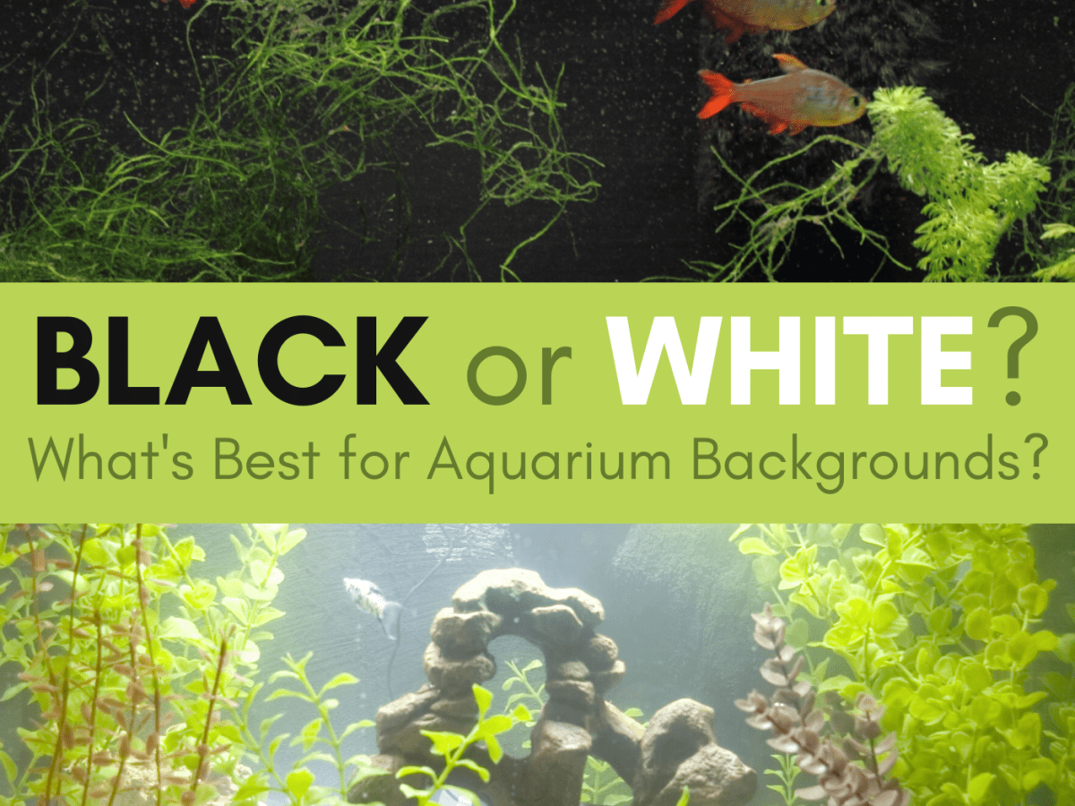 Aquarium Backgrounds