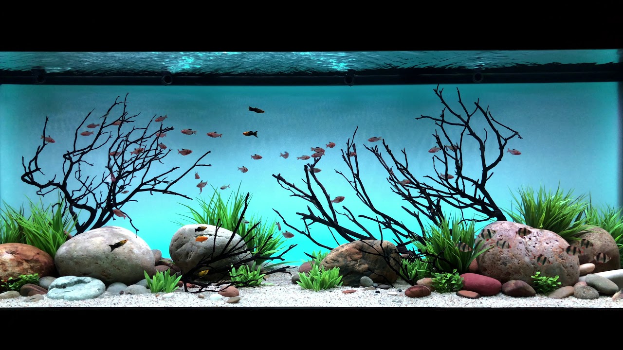 Aquarium Backgrounds