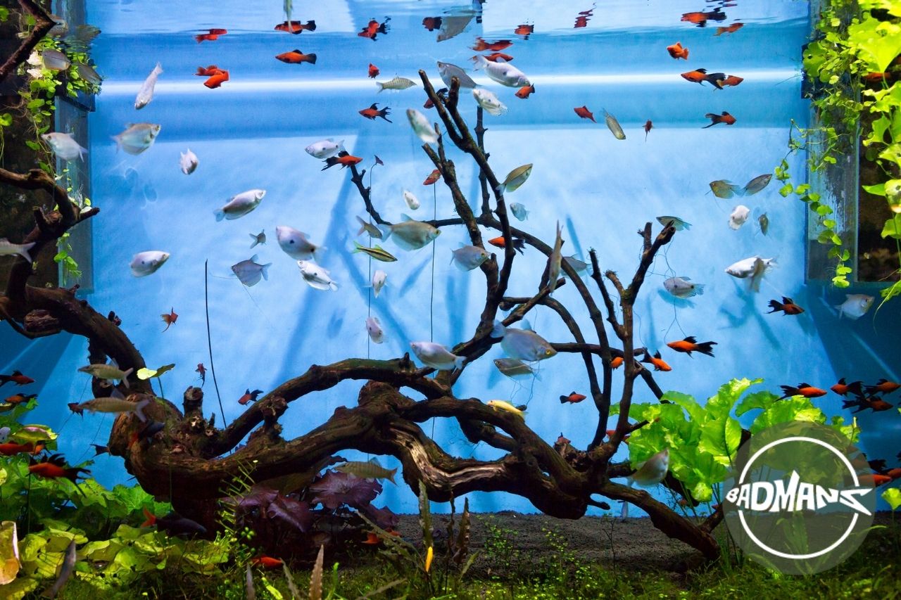 Aquarium Backgrounds