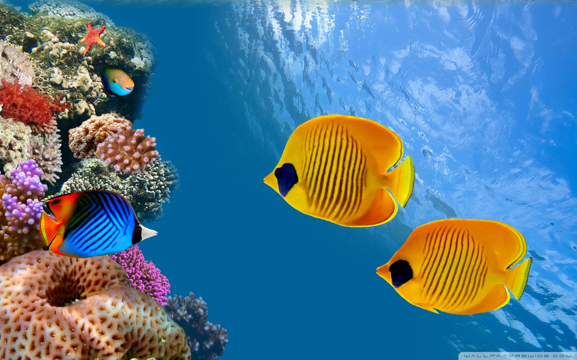 Aquarium Backgrounds For Computer