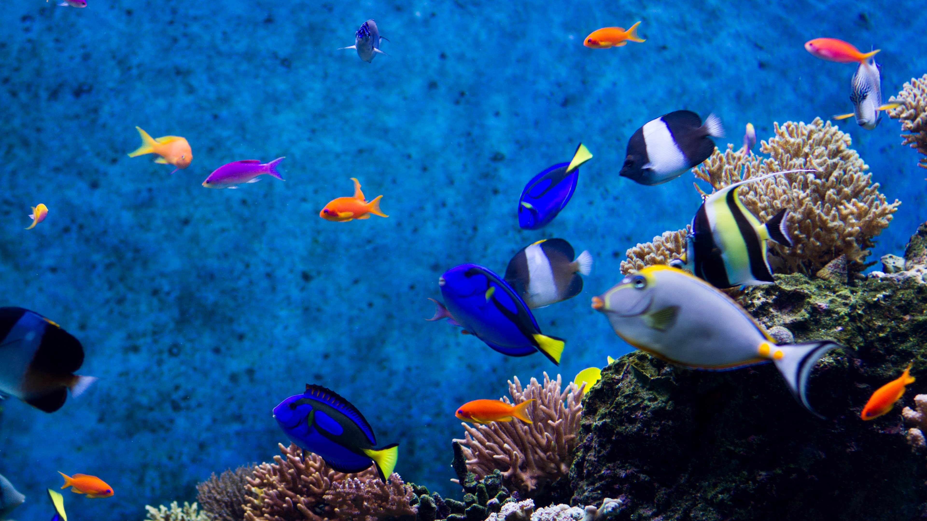 Aquarium Backgrounds For Computer