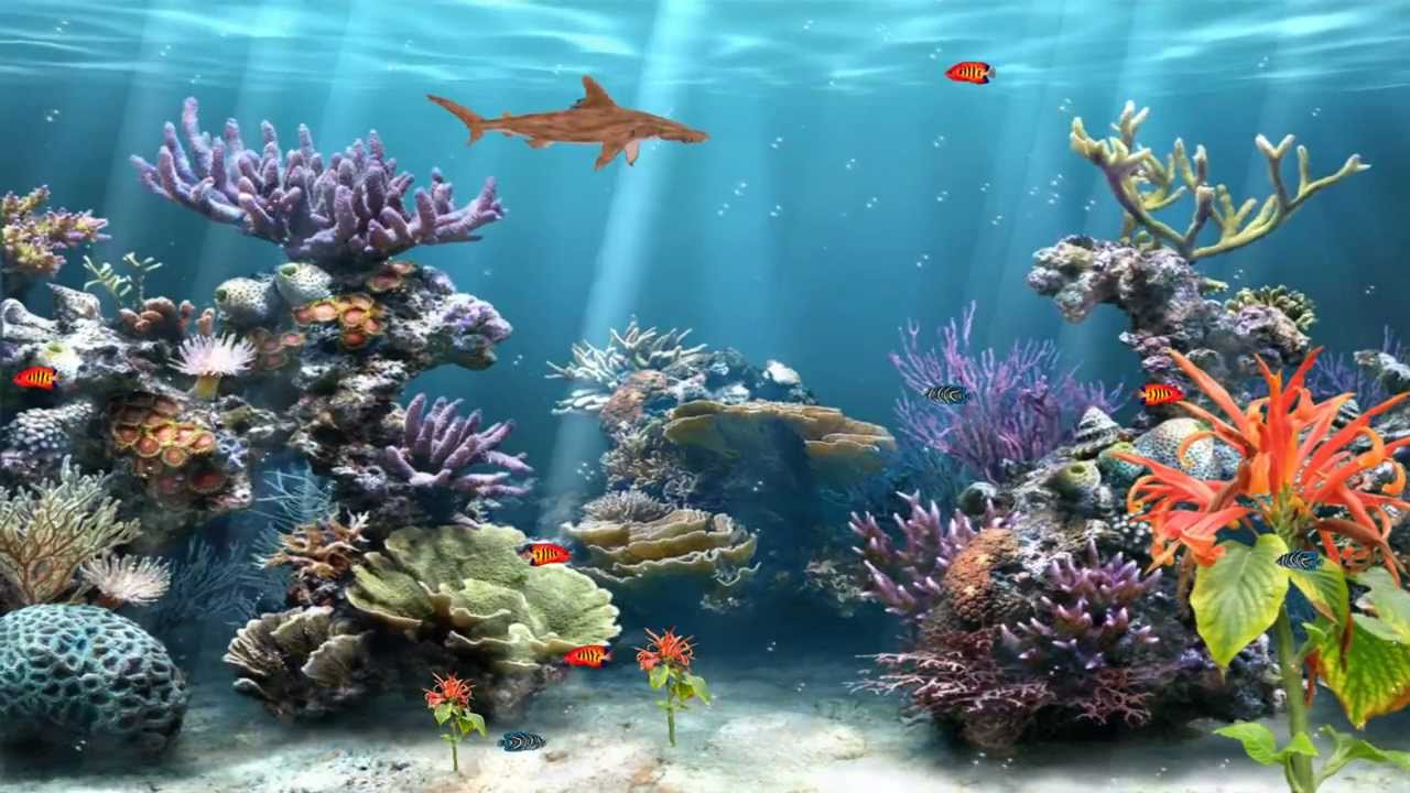 Aquarium Desktop Background