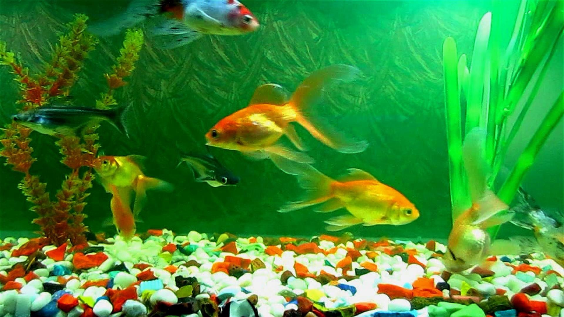 Aquarium Desktop Background