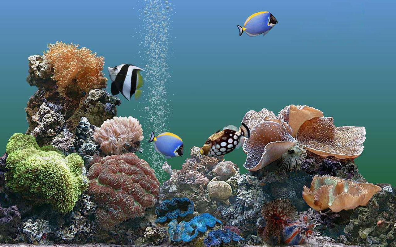 Aquarium Desktop Background