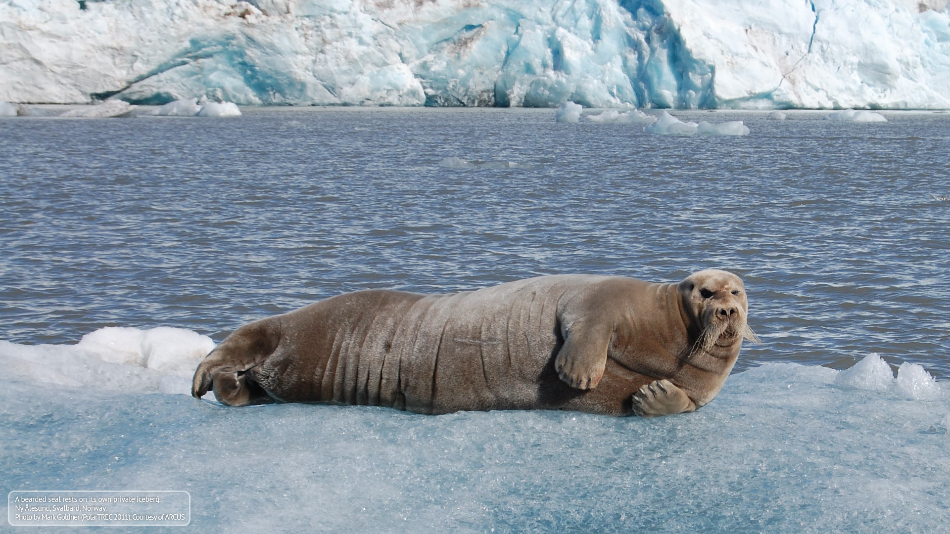 Arctic Backgrounds