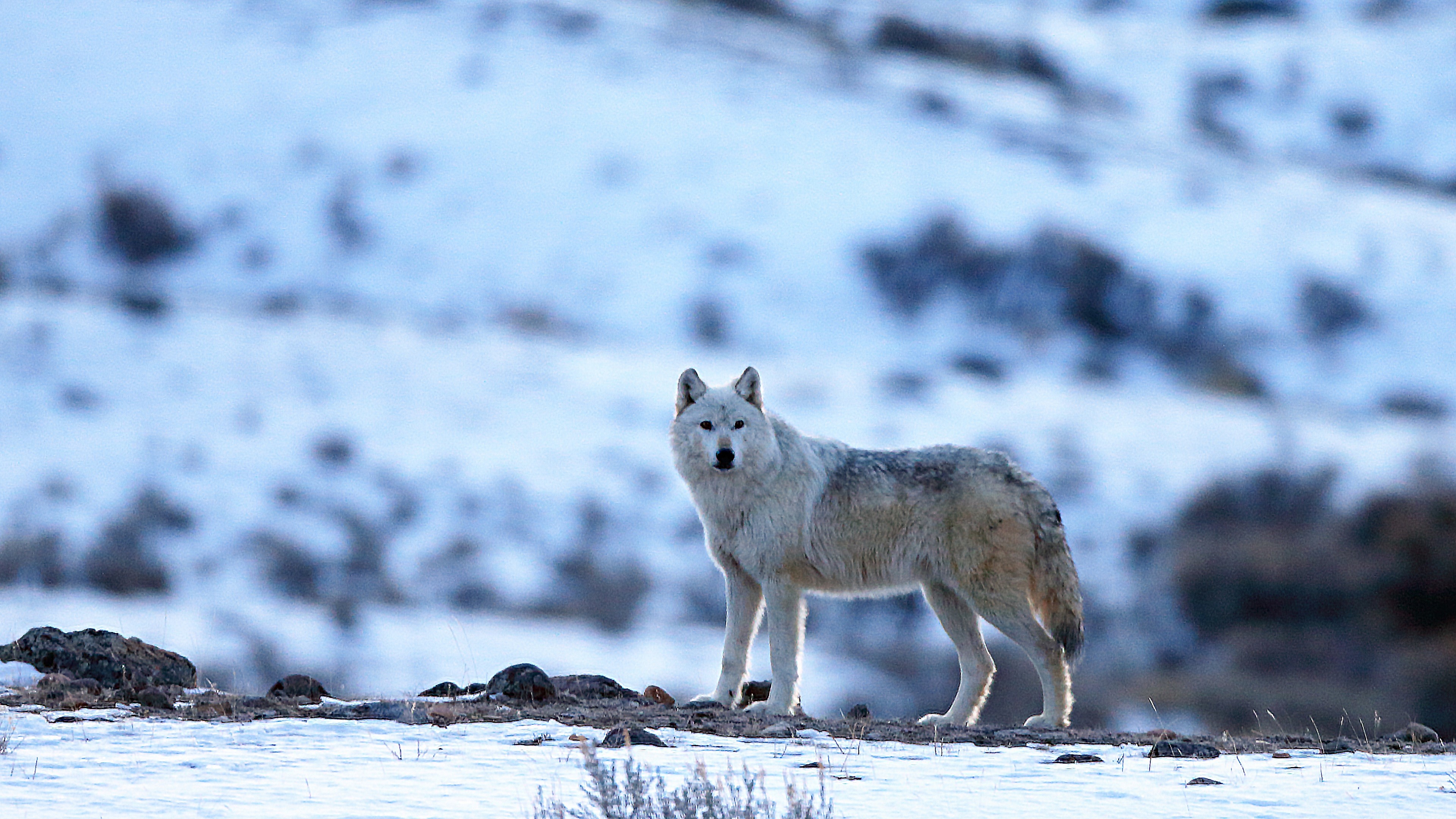 Arctic Wolf Background