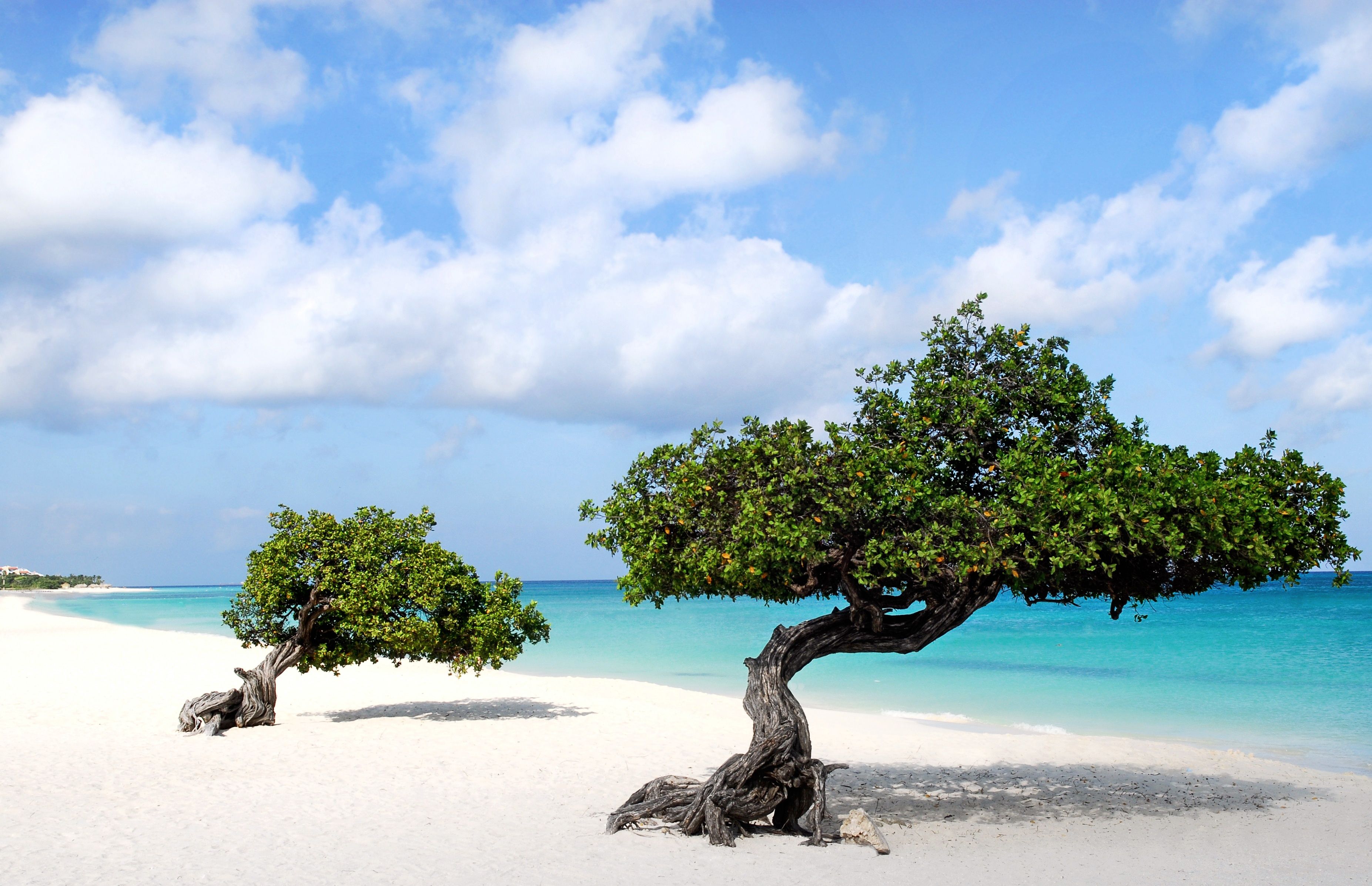 Aruba Background