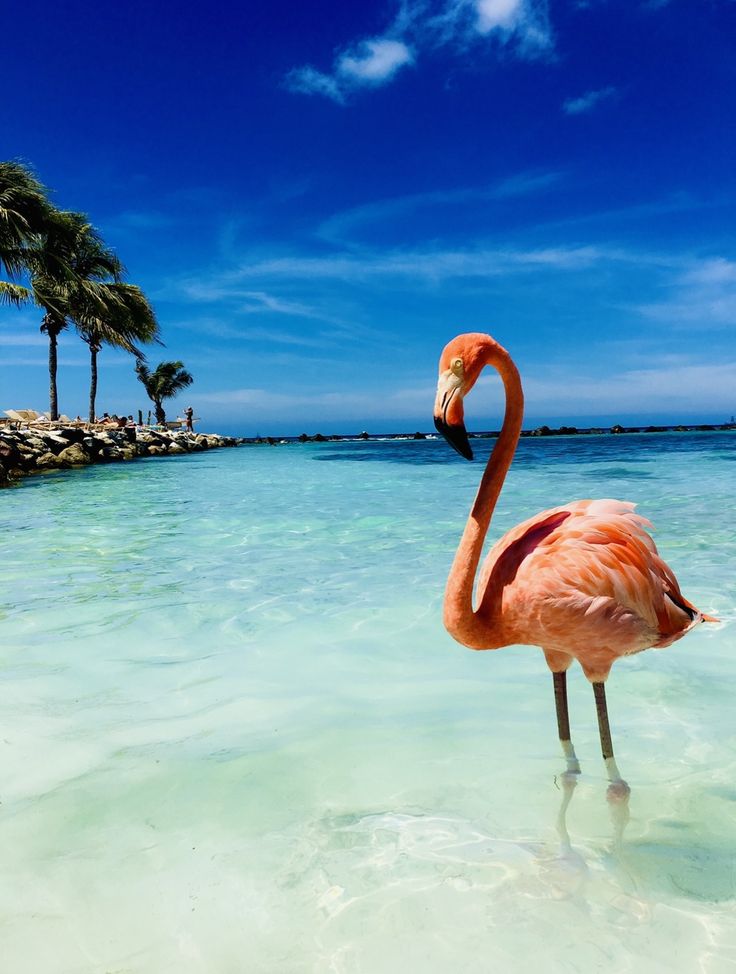 Aruba Background