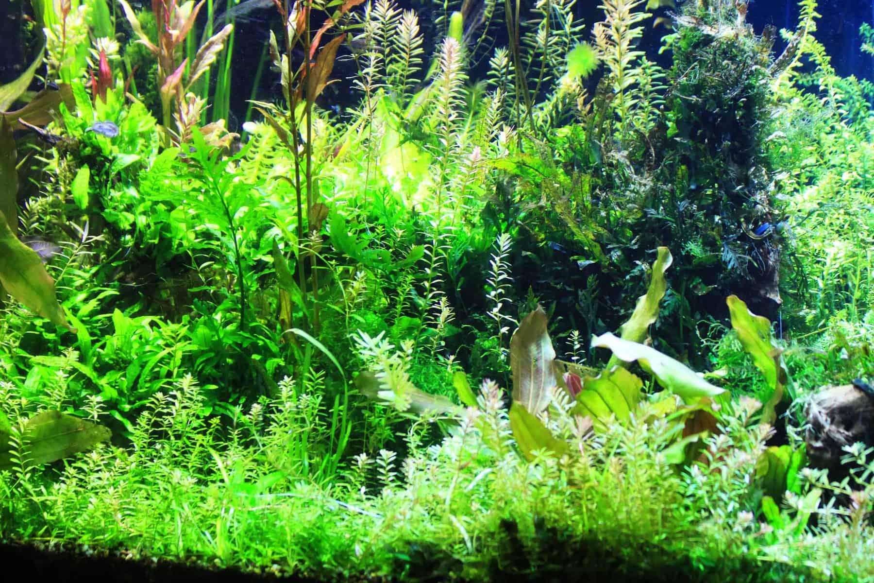 Background Aquarium Plants