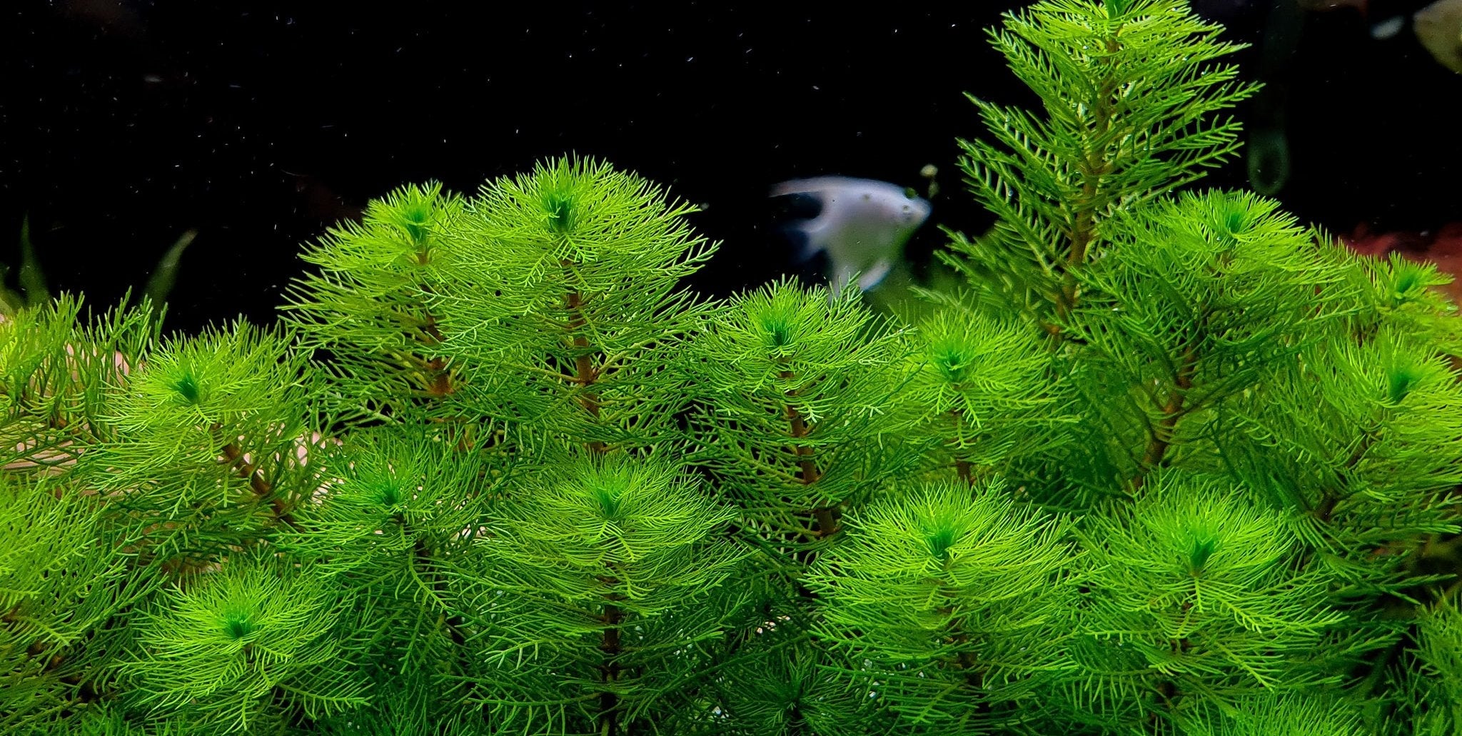 Background Aquarium Plants