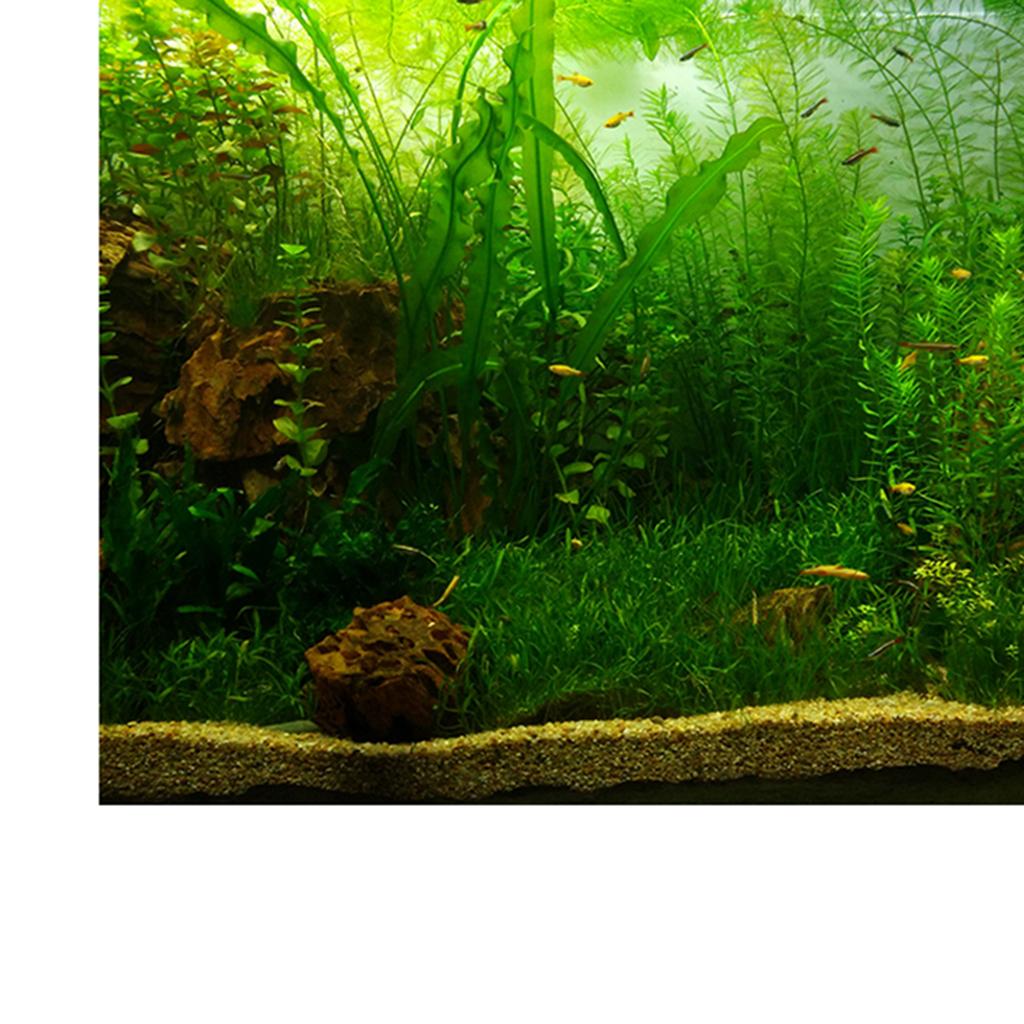 Background Aquarium Plants