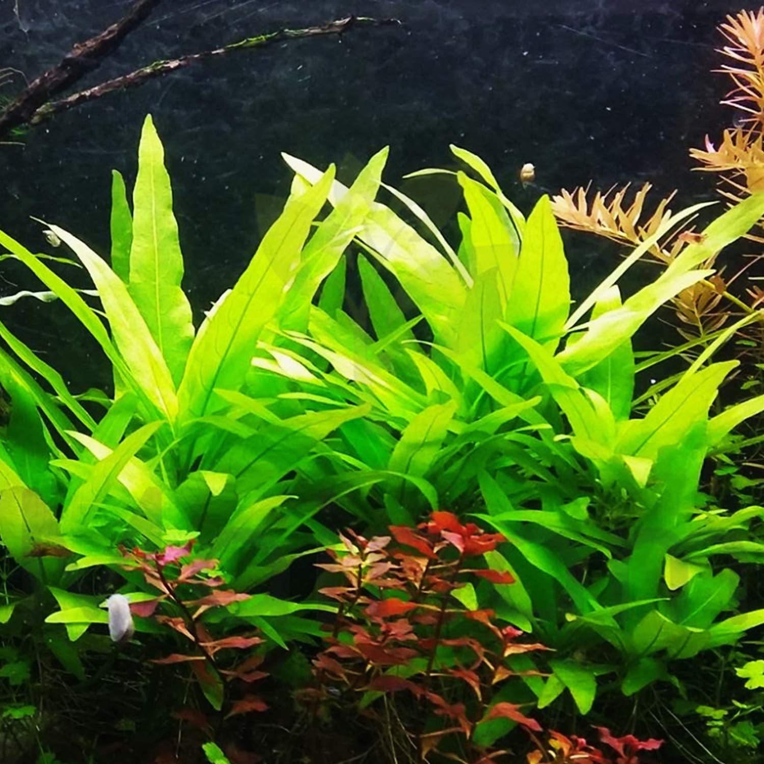 Background Aquarium Plants