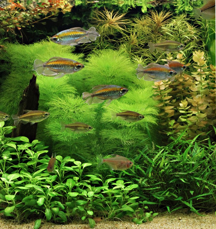 Background Aquarium Plants