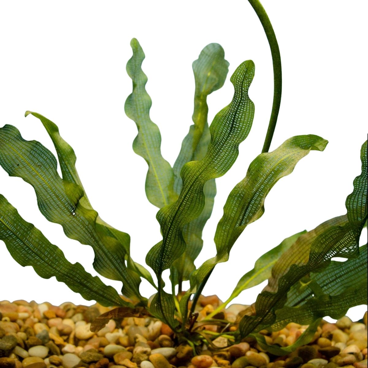 Background Aquarium Plants