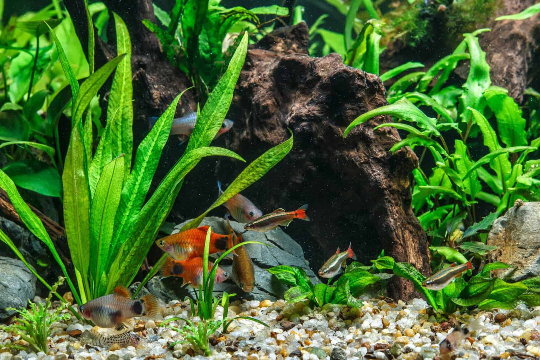 Background Aquarium Plants