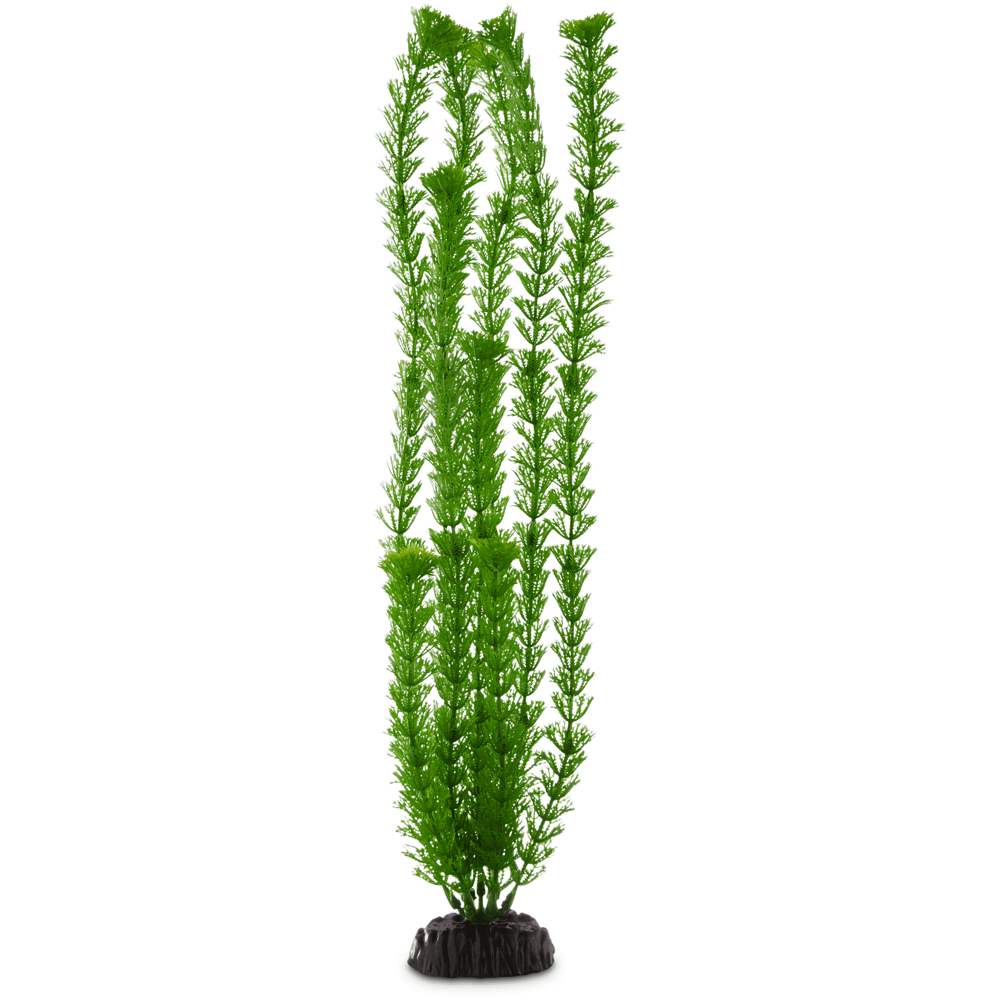 Background Aquarium Plants