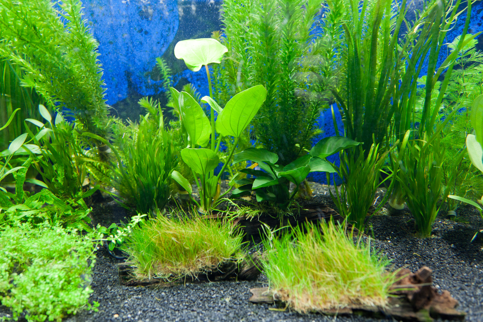 Background Aquarium Plants