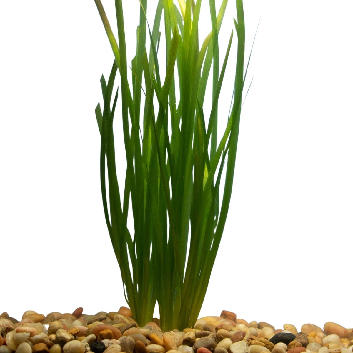 Background Aquarium Plants