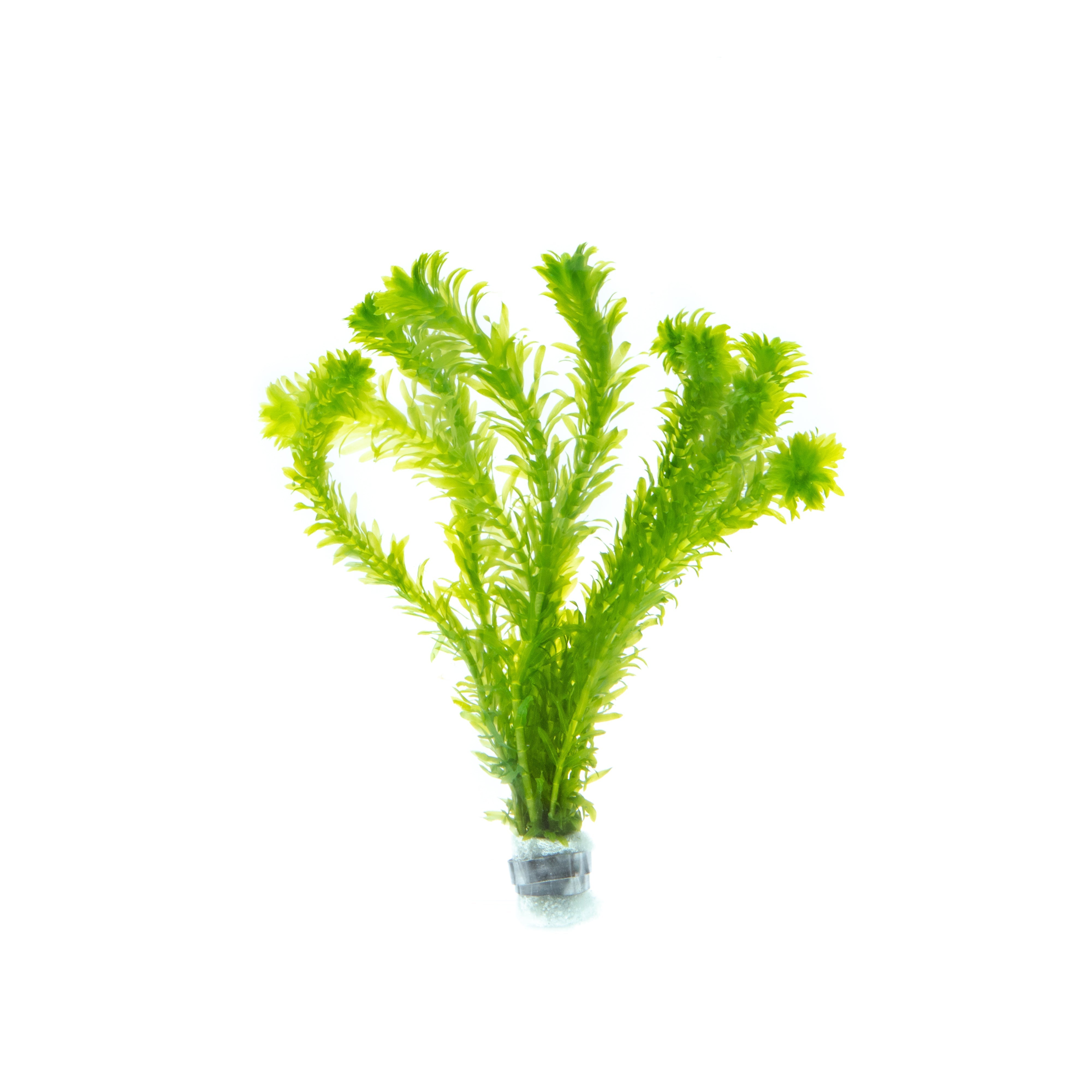 Background Aquarium Plants