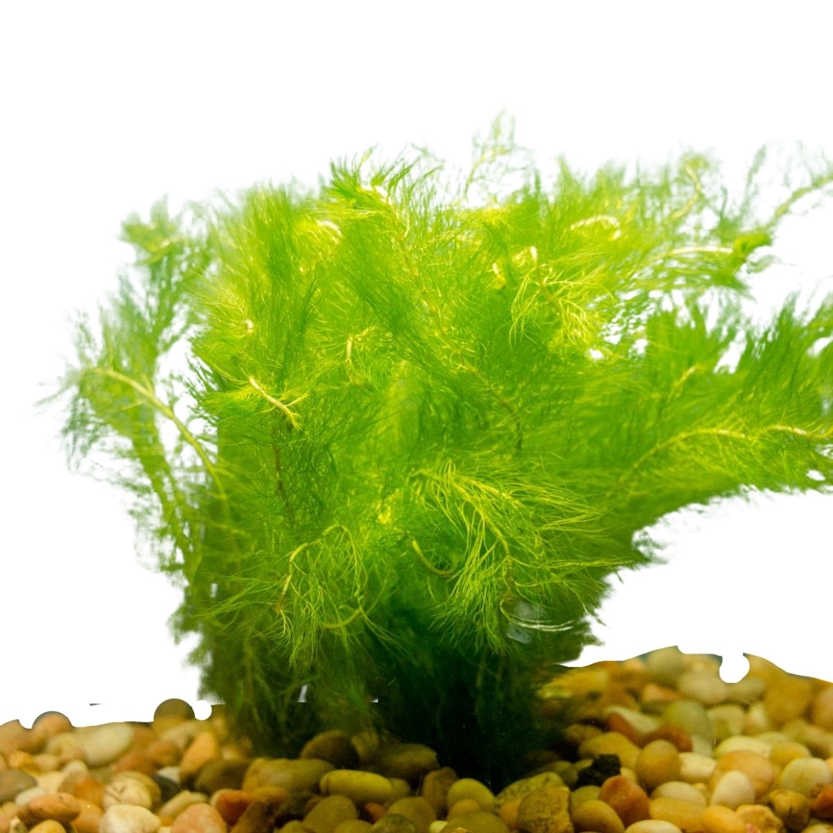 Background Aquarium Plants