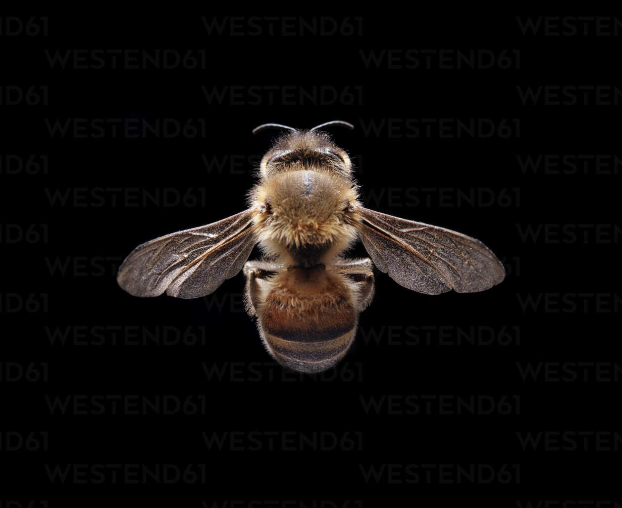 Background Bee