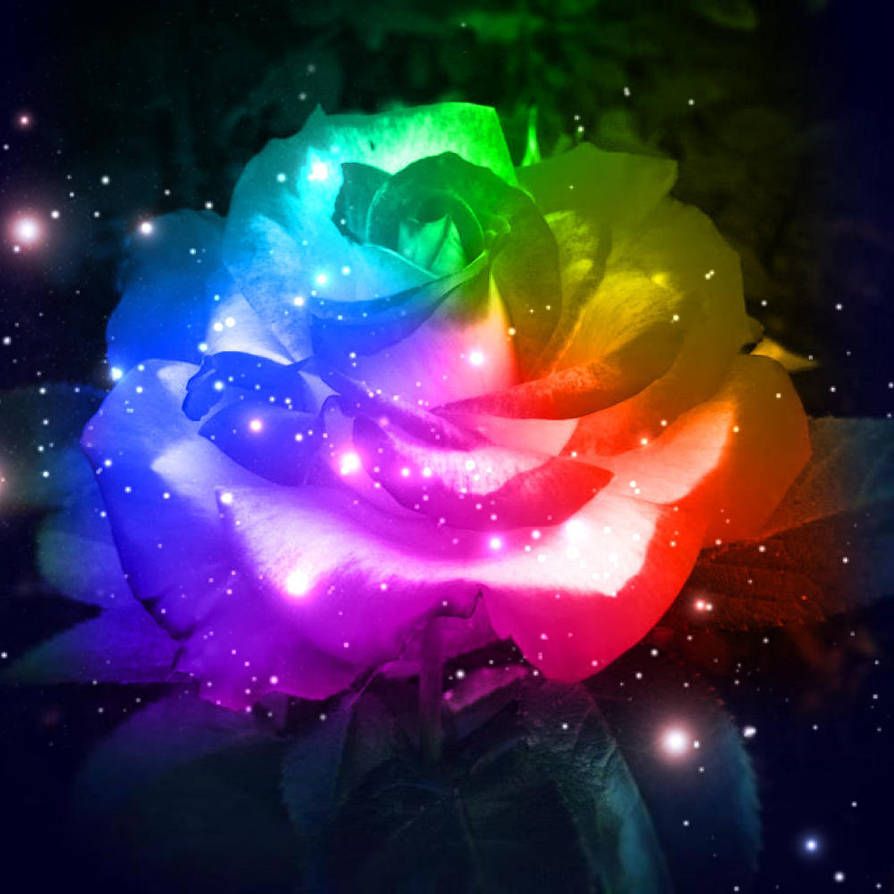 Background Galaxy Rose